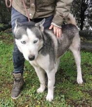 IRON, Hund, Siberian Husky-Mix in Slowakische Republik - Bild 12
