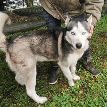 IRON, Hund, Siberian Husky-Mix in Slowakische Republik - Bild 6