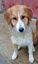 PERUSHINKA, Hund, Mischlingshund in Bulgarien - Bild 3