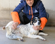 NADER, Hund, Mischlingshund in Italien - Bild 12