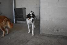 NADER, Hund, Mischlingshund in Italien - Bild 2