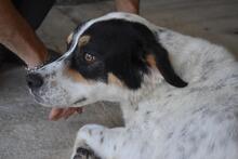 NADER, Hund, Mischlingshund in Italien - Bild 6