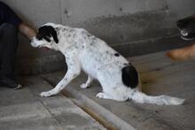 NADER, Hund, Mischlingshund in Italien - Bild 7
