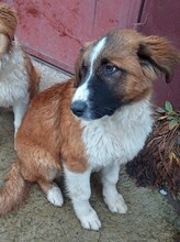 PUHCHO, Hund, Mischlingshund in Bulgarien - Bild 2
