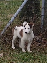 RAIA, Hund, Mischlingshund in Bulgarien - Bild 2