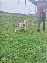 RAIA, Hund, Mischlingshund in Bulgarien - Bild 3