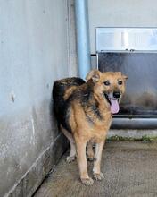 MADDOCK, Hund, Mischlingshund in Italien - Bild 2
