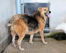 MADDOCK, Hund, Mischlingshund in Italien - Bild 5