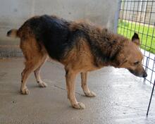 MADDOCK, Hund, Mischlingshund in Italien - Bild 6