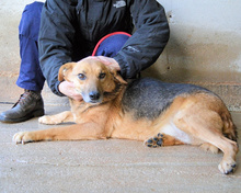 MADDOCK, Hund, Mischlingshund in Italien - Bild 8