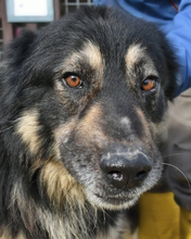 JEROME, Hund, Mischlingshund in Italien