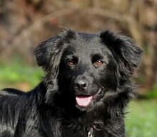 ZIGGY, Hund, Mischlingshund in Slowakische Republik