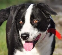 ANAKIN, Hund, Mischlingshund in Slowakische Republik
