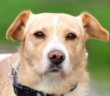 DARKA, Hund, Mischlingshund in Slowakische Republik
