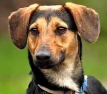 LORY, Hund, Mischlingshund in Slowakische Republik