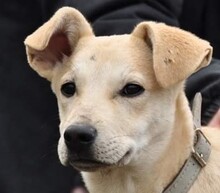 OMARS143, Hund, Mischlingshund in Slowakische Republik