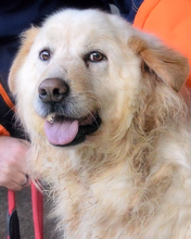 FRANCKA, Hund, Maremmano Mischling in Italien