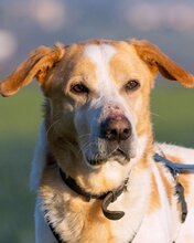 ENEAS, Hund, Mischlingshund in Italien