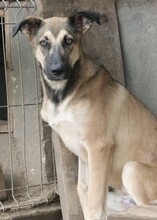 CHRIS, Hund, Mischlingshund in Rumänien