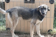QUINNA, Hund, Mischlingshund in Belgien