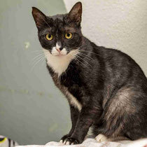 RIO, Katze, Hauskatze in Bulgarien - Bild 6
