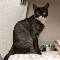 RIO, Katze, Hauskatze in Bulgarien - Bild 7