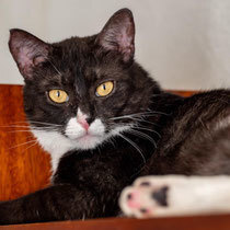 RIO, Katze, Hauskatze in Bulgarien - Bild 8