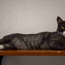 RIO, Katze, Hauskatze in Bulgarien - Bild 9