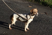 KINCS, Hund, Jack Russell Terrier-Mix in Ungarn - Bild 2