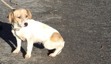 KINCS, Hund, Jack Russell Terrier-Mix in Ungarn - Bild 3