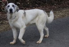 DÖMPI3, Hund, Herdenschutzhund-Mix in Ungarn - Bild 1