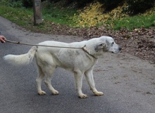 DÖMPI3, Hund, Herdenschutzhund-Mix in Ungarn - Bild 3