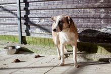 SISSI, Hund, Mischlingshund in Rumänien - Bild 2