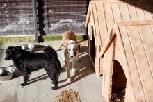 SISSI, Hund, Mischlingshund in Rumänien - Bild 3