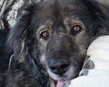 SPARTAKUS, Hund, Mischlingshund in Griechenland - Bild 1