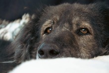 SPARTAKUS, Hund, Mischlingshund in Griechenland - Bild 2