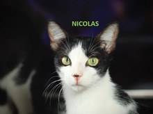 NICOLAS, Katze, Hauskatze in Spanien - Bild 1