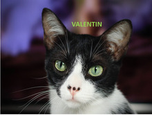 VALENTIN, Katze, Hauskatze in Spanien - Bild 1
