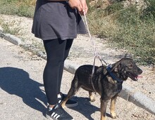 TOM, Hund, Deutscher Schäferhund-Mix in Spanien - Bild 10