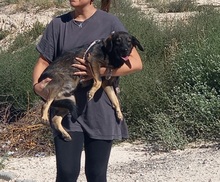 TOM, Hund, Deutscher Schäferhund-Mix in Spanien - Bild 11