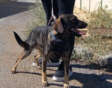 TOM, Hund, Deutscher Schäferhund-Mix in Spanien - Bild 12