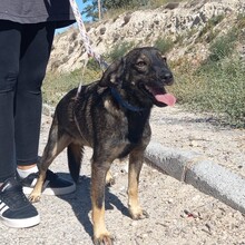 TOM, Hund, Deutscher Schäferhund-Mix in Spanien - Bild 13