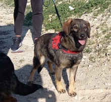 TOM, Hund, Deutscher Schäferhund-Mix in Spanien - Bild 15