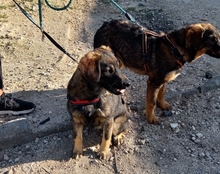 TOM, Hund, Deutscher Schäferhund-Mix in Spanien - Bild 16