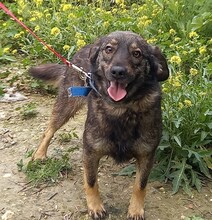 TOM, Hund, Deutscher Schäferhund-Mix in Spanien - Bild 2