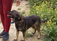 TOM, Hund, Deutscher Schäferhund-Mix in Spanien - Bild 3