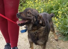 TOM, Hund, Deutscher Schäferhund-Mix in Spanien - Bild 6
