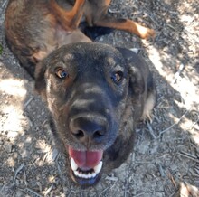 TOM, Hund, Deutscher Schäferhund-Mix in Spanien - Bild 8