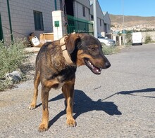 JERRY, Hund, Deutscher Schäferhund-Mix in Spanien - Bild 11