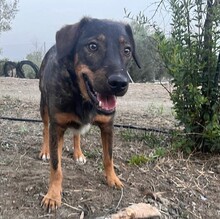 JERRY, Hund, Deutscher Schäferhund-Mix in Spanien - Bild 14